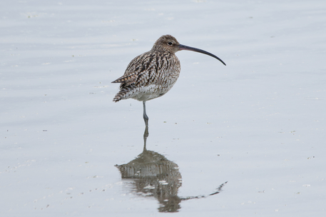 Thumbnail of Curlew